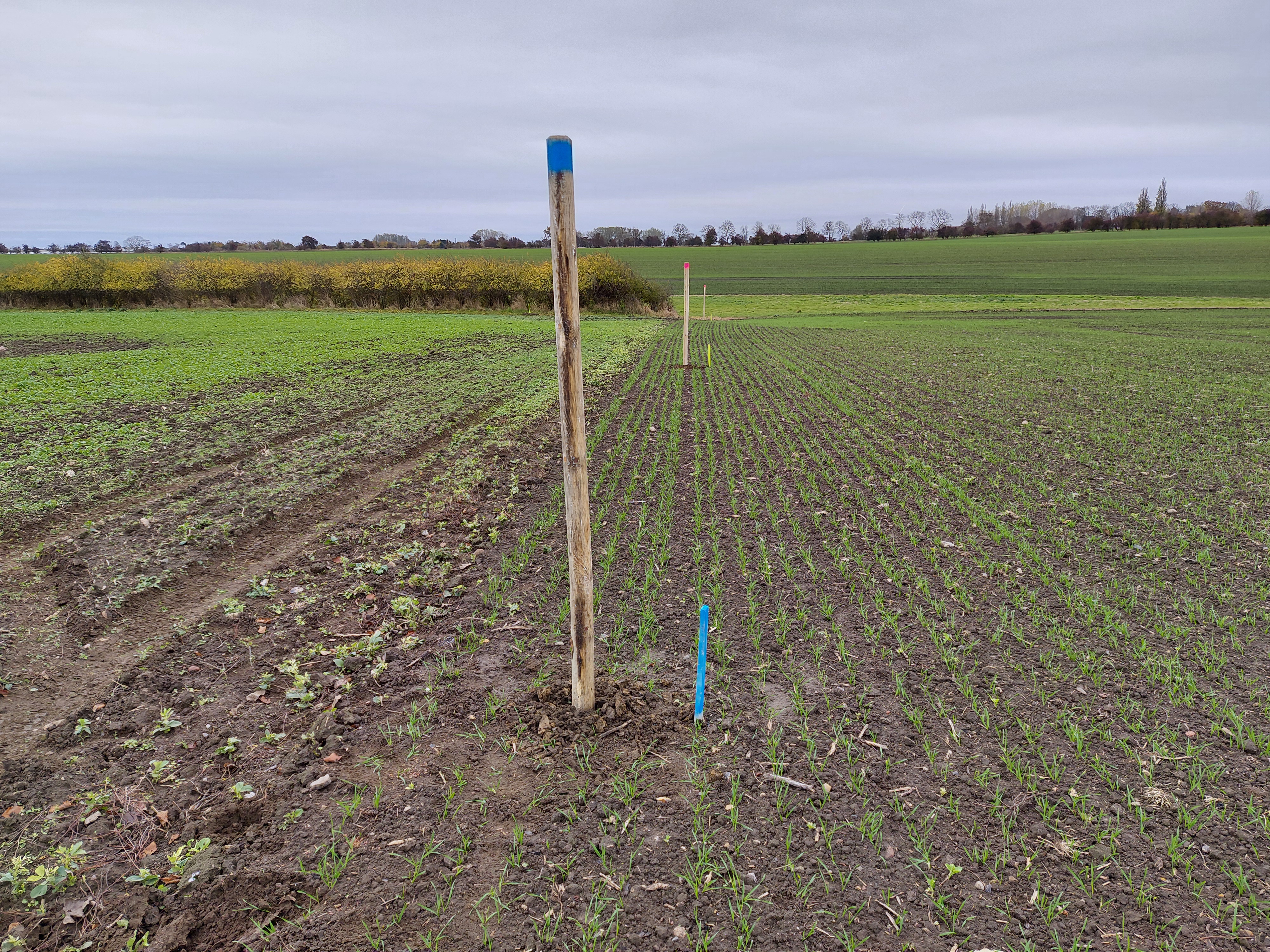 Acker mit Ansaat und Stöckern